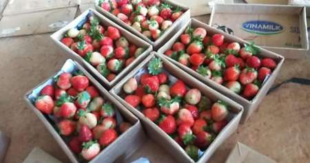 Bán Sĩ Và Lẻ Dâu Tây Đà Lạt tại Quảng Nam