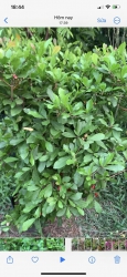 Cây trái thần kì đang hoa tại Quảng Nam