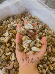  ỐC NHẢY SỐNG tại Quảng Nam