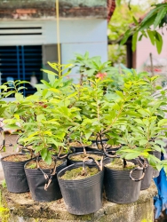 Đam mê Mai nhưng kinh tế hạn hẹp tại Quảng Nam