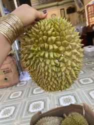 Ai sầu rụng không, ngọt khét cổ chín sẵn rồi nha tại Quảng Nam