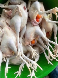 Mai có gà ôm trứng nghe khách. Chỉ có 10 con thôi nhanh tay kẻo lỡ hết tại Quảng Nam