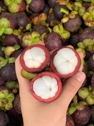 Mận hậu size to tại Quảng Nam