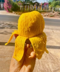 Xoai quê chín nhiêu rôi khach oii tại Quảng Nam