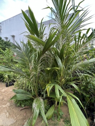  nguyên lô 1 triệu 500 nghìn đồng cho 12 cây tại Quảng Nam