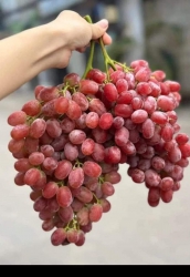 Hàng sẵn, mời khách lên đơn để giao tại Quảng Nam