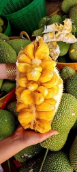Gấp bán Mít loại 1 trái to siêu ngon nhiều múi tại Quảng Nam