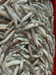 Mực cơm chưa qua nước tại Quảng Nam