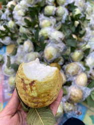 Vườn ổi đồi lục ngạn Bắc Giang - ngọt tự nhiên tại Quảng Nam