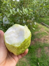 Chai muối và trái cây giòn ngọt tại Quảng Nam