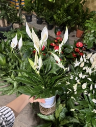 LAN Ý THỦY SINH SIÊU HOA SIÊU BỀN DỄ CHĂM CHỈ CẦN ĐỔ NƯỚC VÀO BÌNH THANH LỌC KHÔNG KHÍ HIỆU QUẢ tại Quảng Nam