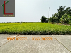 Bán đất diện tích lớn - Cẩm Châu - View trực diện lúa tại Quảng Nam