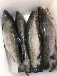 ch mua về nấu canh chua lẩu. nấu tại Quảng Nam