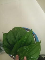 Hơ Lá Trầu Không Có Công Dụng Gì Đối Với Trẻ Sơ Sinh? tại Quảng Nam