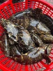Cá thu tương tại Quảng Nam
