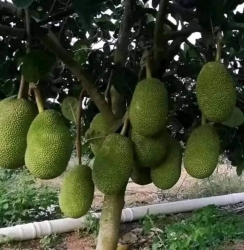 Mít ruột đỏ Indox lá bầu cây choai tại Quảng Nam