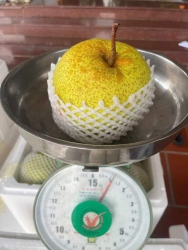 Cuối mùa toàn cối xi nê, ngọt lịm lê Hà Giang tại Quảng Nam