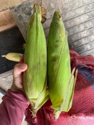Bắp Mỹ 55k/chục Tươi Xanh tại Quảng Nam