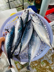 Hàng vừa về màu xanh tại Quảng Nam