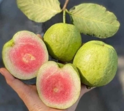 Ổi Ruby ruột đỏ Miền Tây tại Quảng Nam