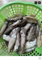 Rau cần tây tươi 8-12kg tại Quảng Nam