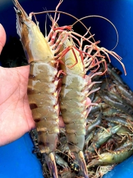 Tôm Sú Quảng Cảnh Tự Nhiên, Size 30 con/1kg, Freeship tại Quảng Nam