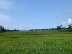 Sở hữu Lô Góc 2 mặt tiền View Lúa trực diện Cánh Đồng An Mỹ - Hội An tại Quảng Nam