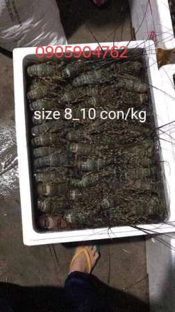 Tôm Hùm nha trang đây ạ khách nào ăn vui lòng lên đơn tại Quảng Nam