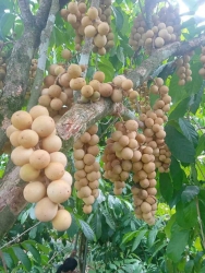 Mai thứ 4 Tùm lum món ngon, khách gộp đơn nhìu món mai e giao lun nha tại Quảng Nam