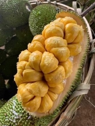Mít tố nữ vườn tại Quảng Nam