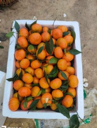 Cam canh Sơn La ngọt và mọng tại Quảng Nam