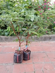 Cây me thái lớn trồng nhanh ra trái tại Quảng Nam