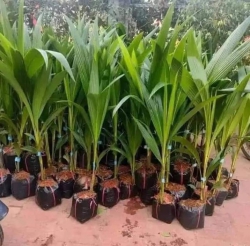 Dừa xiêm dứa tại Quảng Nam