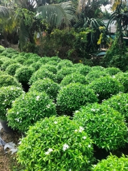  Mai Vạn Phúc Vườn không thiếu tại Quảng Nam