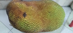 Trái mít ướt chín tự nhiên không sử dụng chất bảo quản tại Quảng Nam