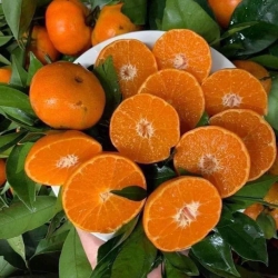 Trời mưa khách yên tâm, e sắp trái cây tận nhà, ai lấy chi báo e sắp luôn tại Quảng Nam