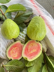 Bán quả ổi, thanh long đỏ, cam sành tại Quảng Nam