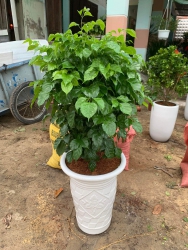 Sẵn hạnh phúc cây như hình ạ tại Quảng Nam
