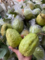 i xù xù ri siêu ngon nha tại Quảng Nam