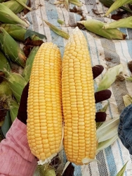 BÁN Bắp Mỹ ngọt, tươi mát tại Quảng Nam