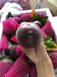 Vú sữa lò rèn siêu ngọt tại Quảng Nam