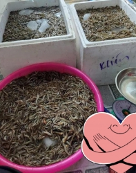 Tôm đất thiên nhiên tươi rói tại Quảng Nam