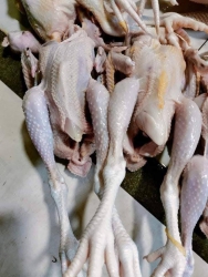 E san 20 ga rot nua len don e sip tại Quảng Nam