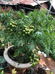 Cốc thái cây đang hoa tại Quảng Nam