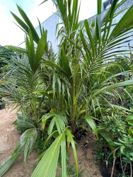 Dừa xiêm sẵn tại vườn tại Quảng Nam