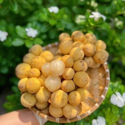 Combo ni khách nhà em ăn thờ chi cũng được nha tại Quảng Nam