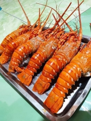Lên đơn Tôm Hùm tại Quảng Nam
