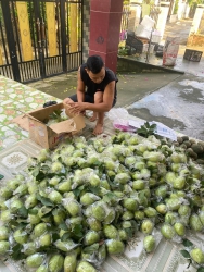 Nhà em chẵn có gì ngoài ổi tại Quảng Nam