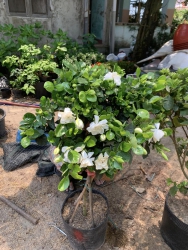  tại Quảng Nam