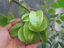 Cây cảnh Đại Cát tại Quảng Nam